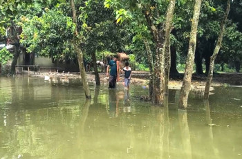 মুজিবনগরে পানিবন্দী ৩৫টি পরিবার, চরম দুর্ভোগে মানুষ ও গবাদিপশু