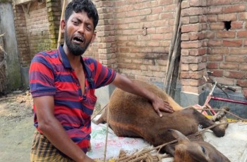 গাংনীতে ভুল চিকিৎসায় গরুর মৃত্যুর অভিযোগ